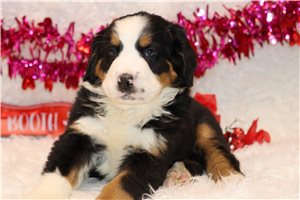 Ely - Bernese Mountain Dog for sale