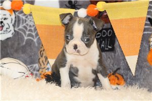 Leilani - puppy for sale