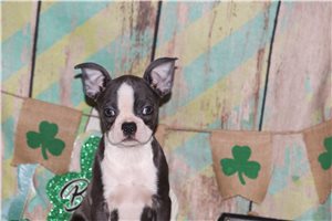 Lily - Boston Terrier for sale