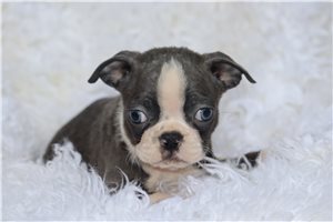 December - Boston Terrier for sale