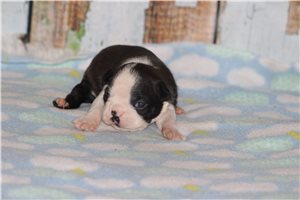 Era - Boston Terrier for sale