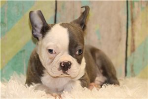 Larry - puppy for sale