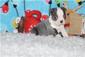 Priscilla - puppy for sale