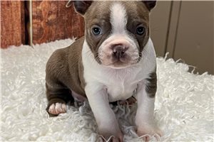 Hendrick - Boston Terrier for sale