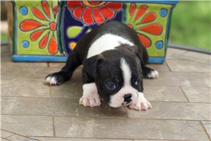 Felicity - Boston Terrier for sale