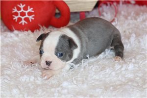 Priscilla - Boston Terrier for sale
