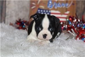 Enid - Boston Terrier for sale