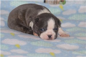 Stacey - Boston Terrier for sale