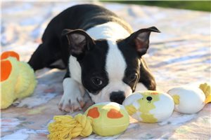 Ledger - Boston Terrier for sale