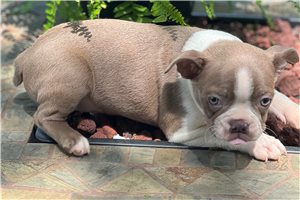 Hendrick - Boston Terrier for sale