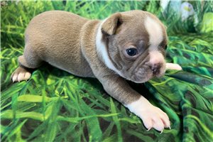Honey - Boston Terrier for sale