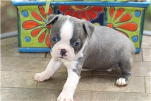 Raina - Boston Terrier for sale