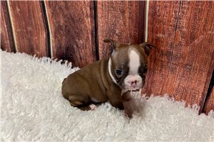 Heidi - Boston Terrier for sale
