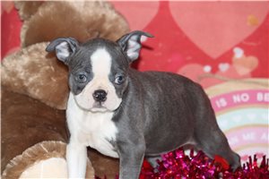 Lena - puppy for sale