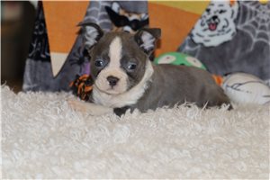 Lyle - Boston Terrier for sale