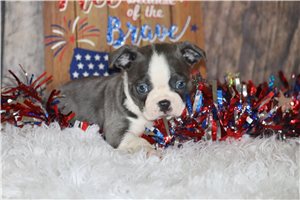 Raina - Boston Terrier for sale