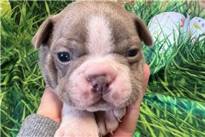 Hendrick - puppy for sale