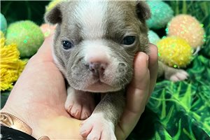 Honey - puppy for sale