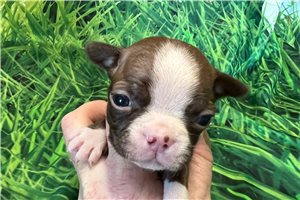Heidi - Boston Terrier for sale