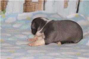 Stacey - Boston Terrier for sale