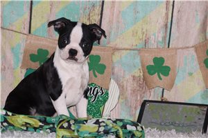 Ledger - Boston Terrier for sale