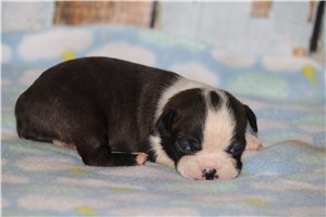 Starsky - Boston Terrier for sale