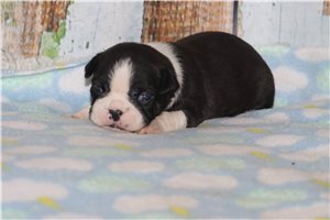 Stetson - Boston Terrier for sale