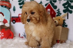 Enzo - Cavapoo for sale