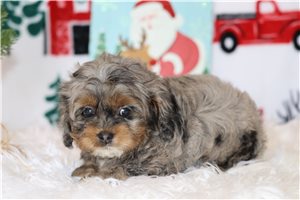 Ethan - Cockapoo for sale