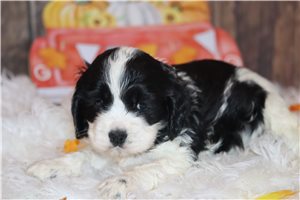 Ophelia - Cocker Spaniel for sale