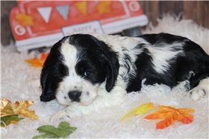Oliver - Cocker Spaniel for sale