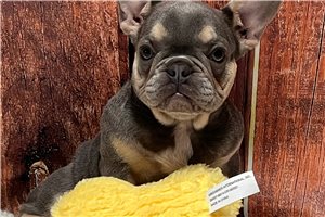 Gianna - French Bulldog for sale
