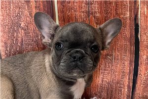Grace - French Bulldog for sale