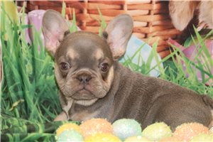 Gianna - French Bulldog for sale