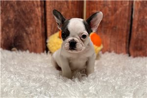 Hailey - French Bulldog for sale