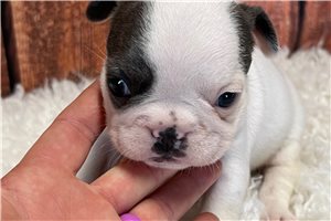 Hailey - French Bulldog for sale