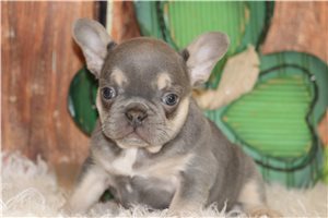 Gianna - French Bulldog for sale