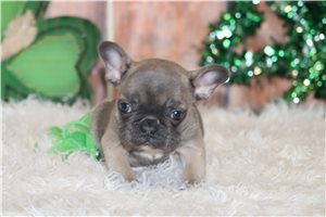Grace - French Bulldog for sale