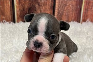 Julian - Frenchton for sale
