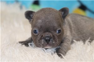 Gianna - Frenchton for sale