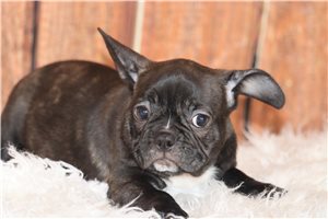 Amara - Frenchton for sale