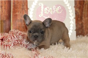 Giovanni - Frenchton for sale