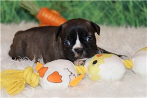 Ariella - Frenchton for sale