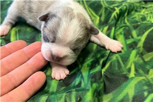 Jacob - Frenchton for sale