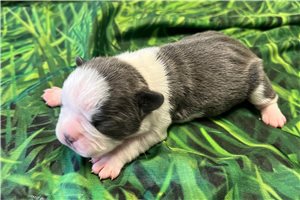 Juniper - Frenchton for sale