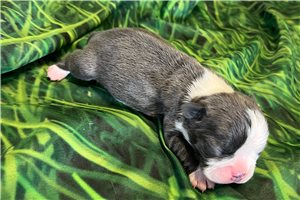 Julian - Frenchton for sale