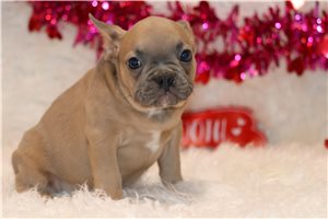 Raylan - Frenchton for sale