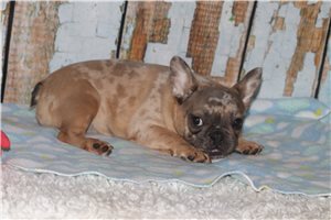 Misty - Frenchton for sale
