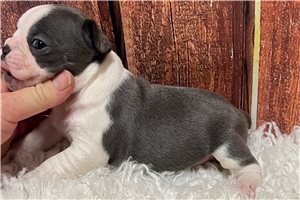 Juniper - Frenchton for sale