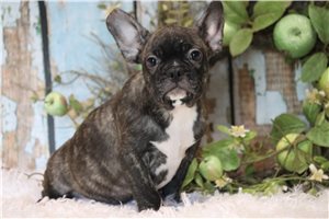 Anderson - Frenchton for sale